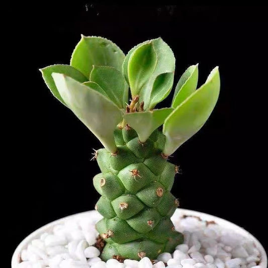 Euphorbia Ritchiei: The Armoured Beauty for Your Plant Collection