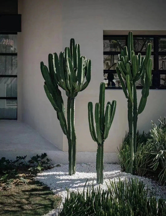 🌵 Euphorbia Ingens: The Sculptural Succulent for Modern Desert Decor