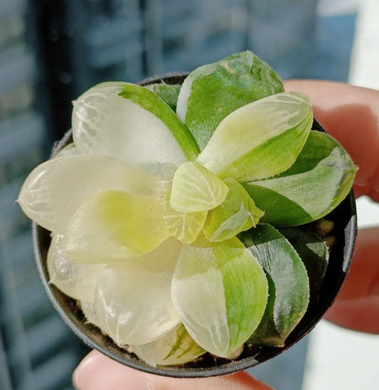 How to Prevent Your Succulents from "Melting"