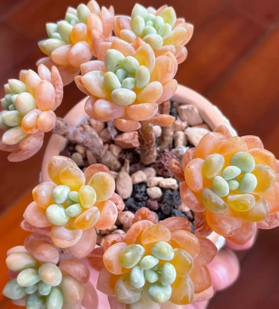 Understanding “Melting” in Succulents: Causes & Prevention