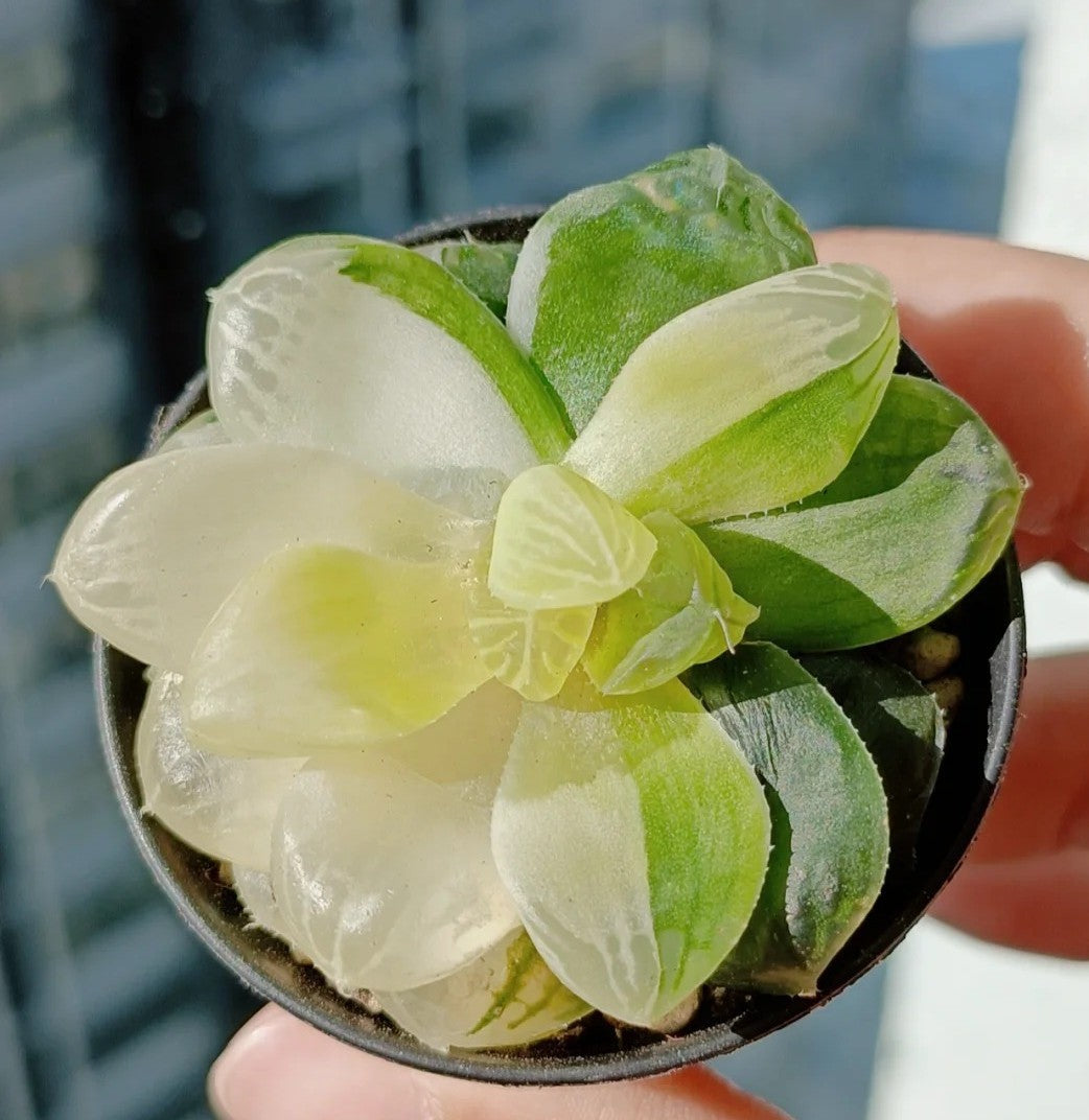 How to Prevent Your Succulents from "Melting"