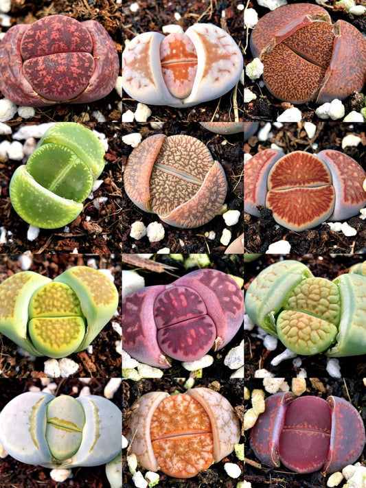 🌱 How to Care for Lithops During Shedding Season | Essential Tips for a Smooth Peel!