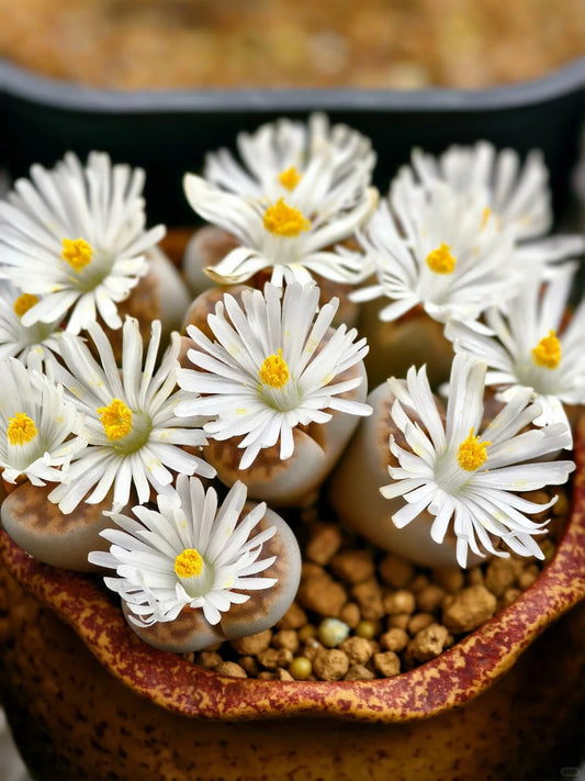 🌼 Post-Bloom Care Guide for Lithops (Living Stones)