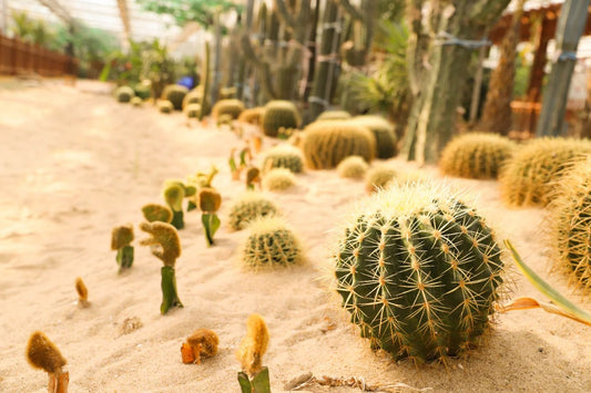 Golden Barrel Cactus: The Crown Jewel of Desert Landscapes