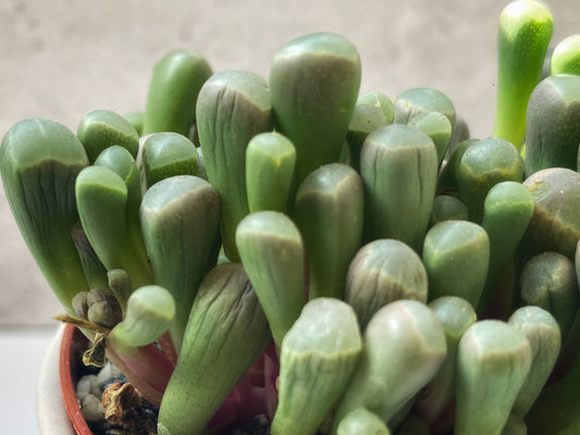 Frithia pulchra Care Guide: The Fairy Elephant’s Feet You’ll Fall in Love With