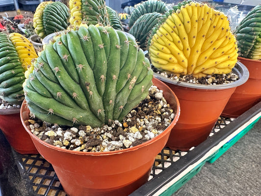 Meet the Cristata Variegated Cactus: The Wildest Plant You'll Ever Grow
