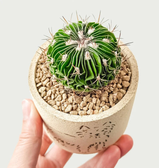 🧠 Stenocactus multicostatus: The Brainy Cactus with a Wavy Twist