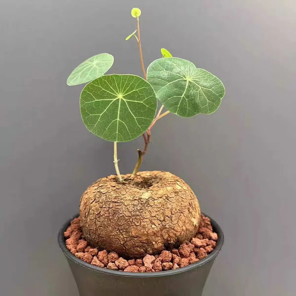 Caudex Collection | Rare Caudex Plants | Chic Chic Plants – Chic