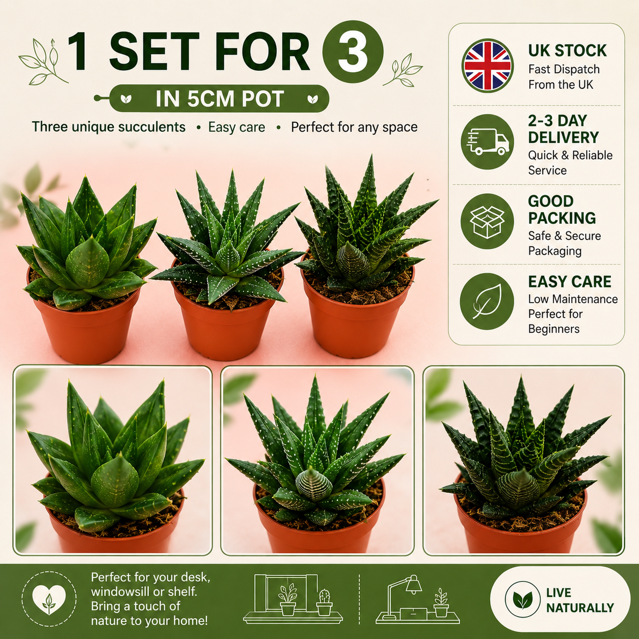 3pcs Succulent Plant Set in 5cm Pots – Haworthia Concolor, Aloe Mitriformis & Gasteraloe