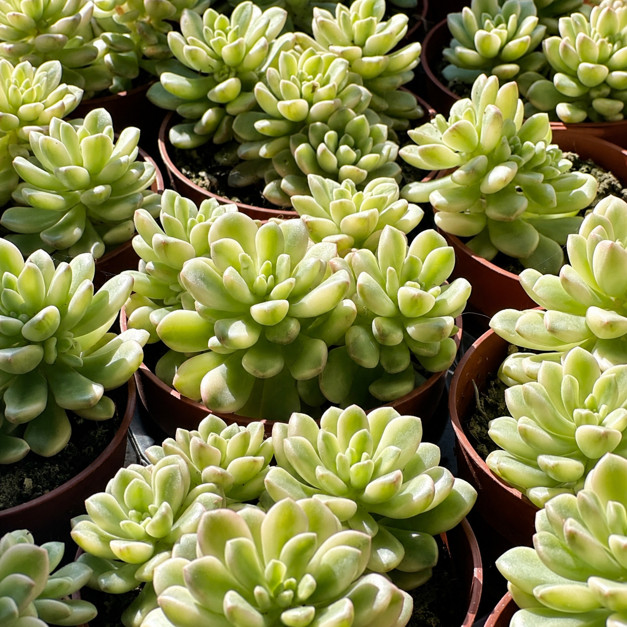 Pink Sedum Succulent in 8.5cm Nursery Pot