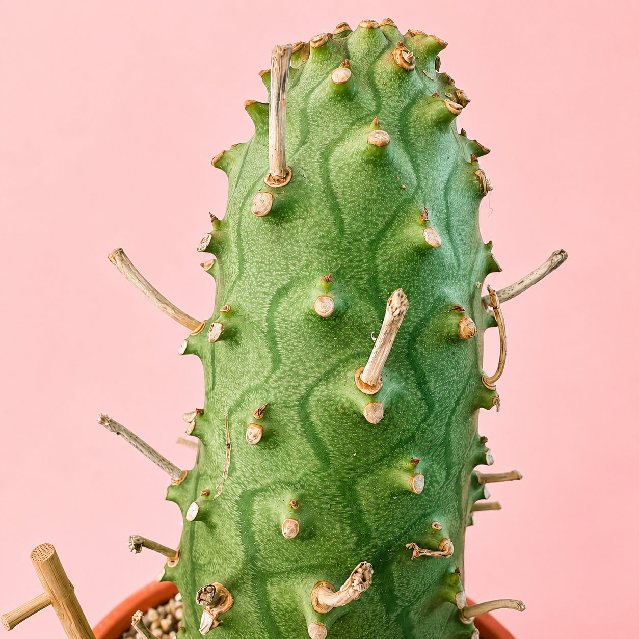 Rare Euphorbia subsp. menteiroi | One of a Kind Collector Specimen