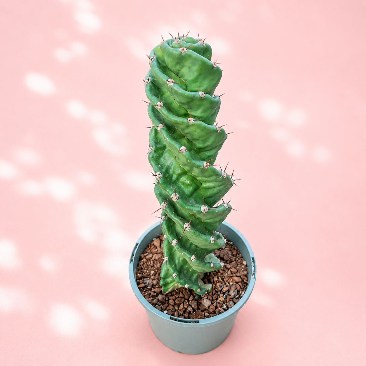 Cereus Forbesii Spiralis – Rare Spiral Cactus Bare Root Plant