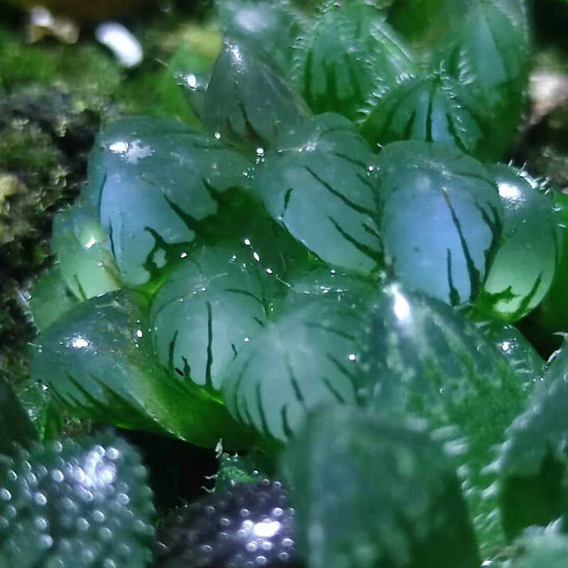 Haworthia Seeds, Rare Succulent Seeds for Home Growing, Home-Grown Succulent Varieties