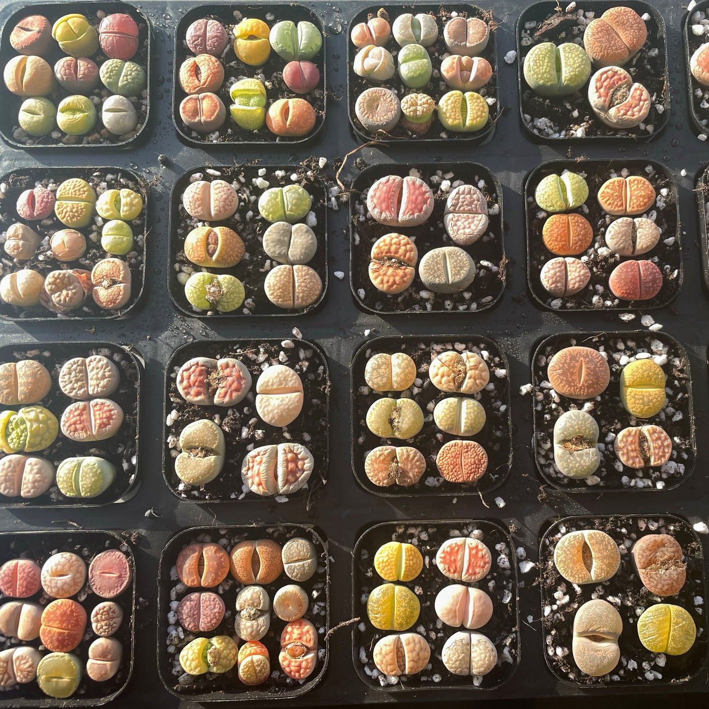 3/4/6/9pcs Vibrant Lithops Living Stones Plants,Colourful Lithops - Random Color