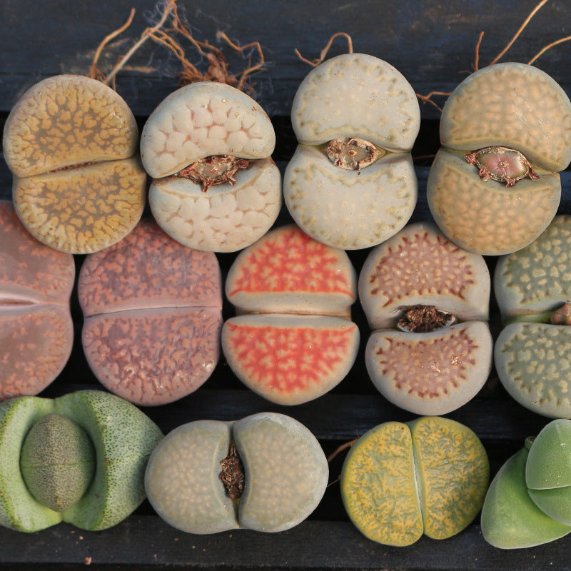 2.5cm-3cm Single Head Lithops, Living Stones Succulent | Shipped bare root | Random colour
