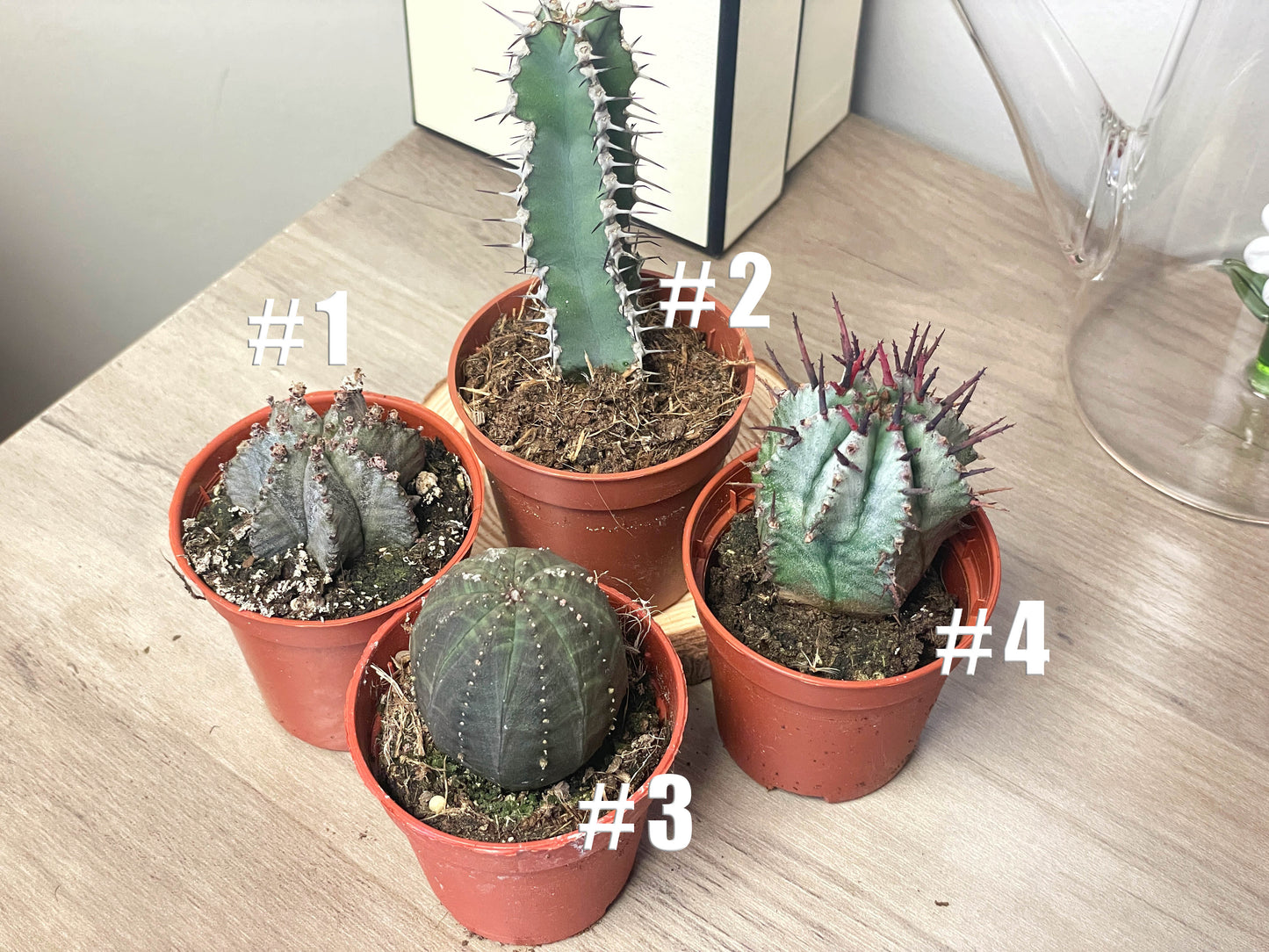 4 different Euphorbia, Euphorbia obesa/polygona/horrida/Polyacantha in 5.5cm pot