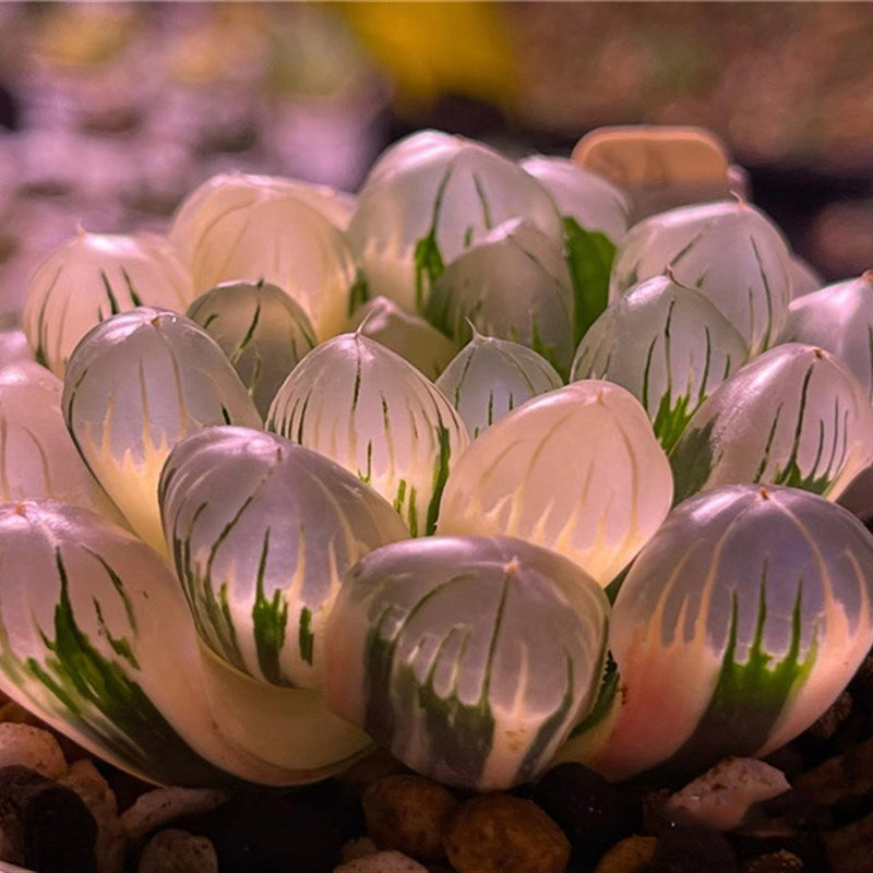 succulent plants seeds online Haworthia Seeds, Rare Succulent Seeds for Home Growing, Home-Grown Suc – Chic Chic Plants