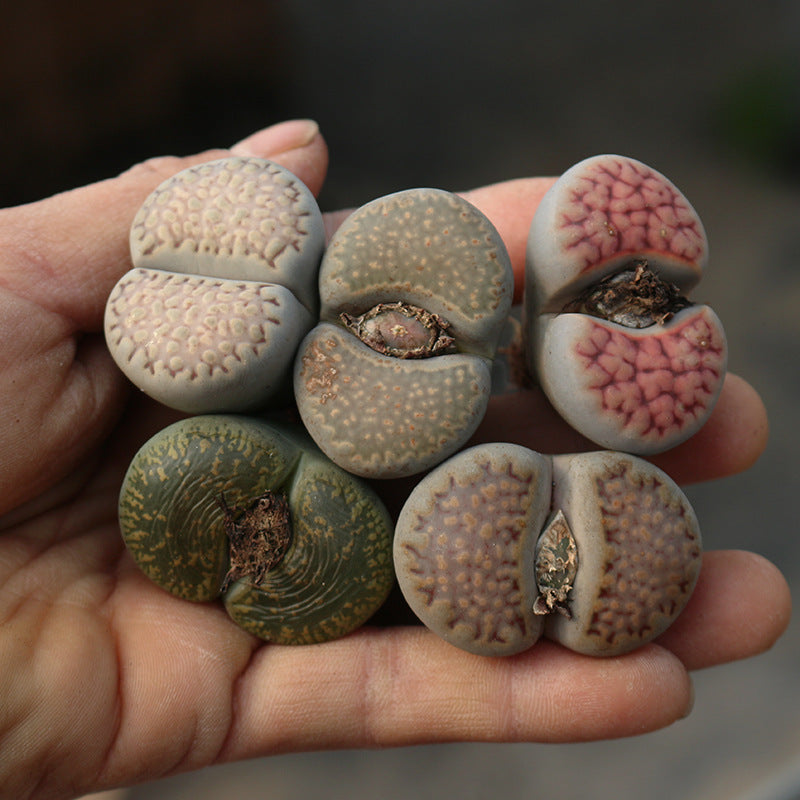 2.5cm-3cm Single Head Lithops, Living Stones Succulent | Shipped bare root | Random colour