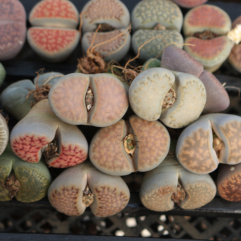 2.5cm-3cm Single Head Lithops, Living Stones Succulent | Shipped bare root | Random colour