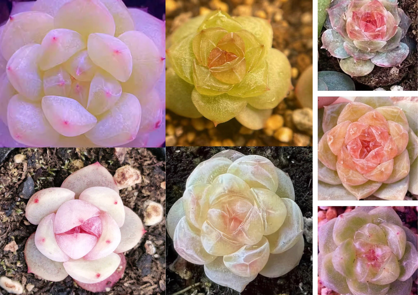 Echeveria Seeds, Rare Succulent Seeds for Home Growing, Home-Grown Succulent Varieties