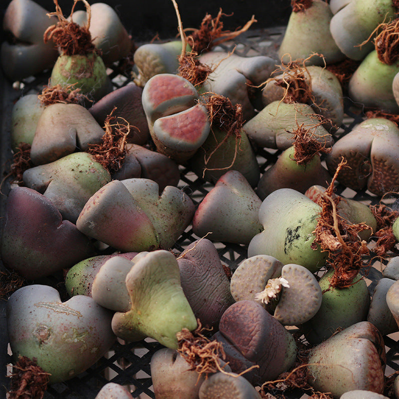 2.5cm-3cm Single Head Lithops, Living Stones Succulent | Shipped bare root | Random colour