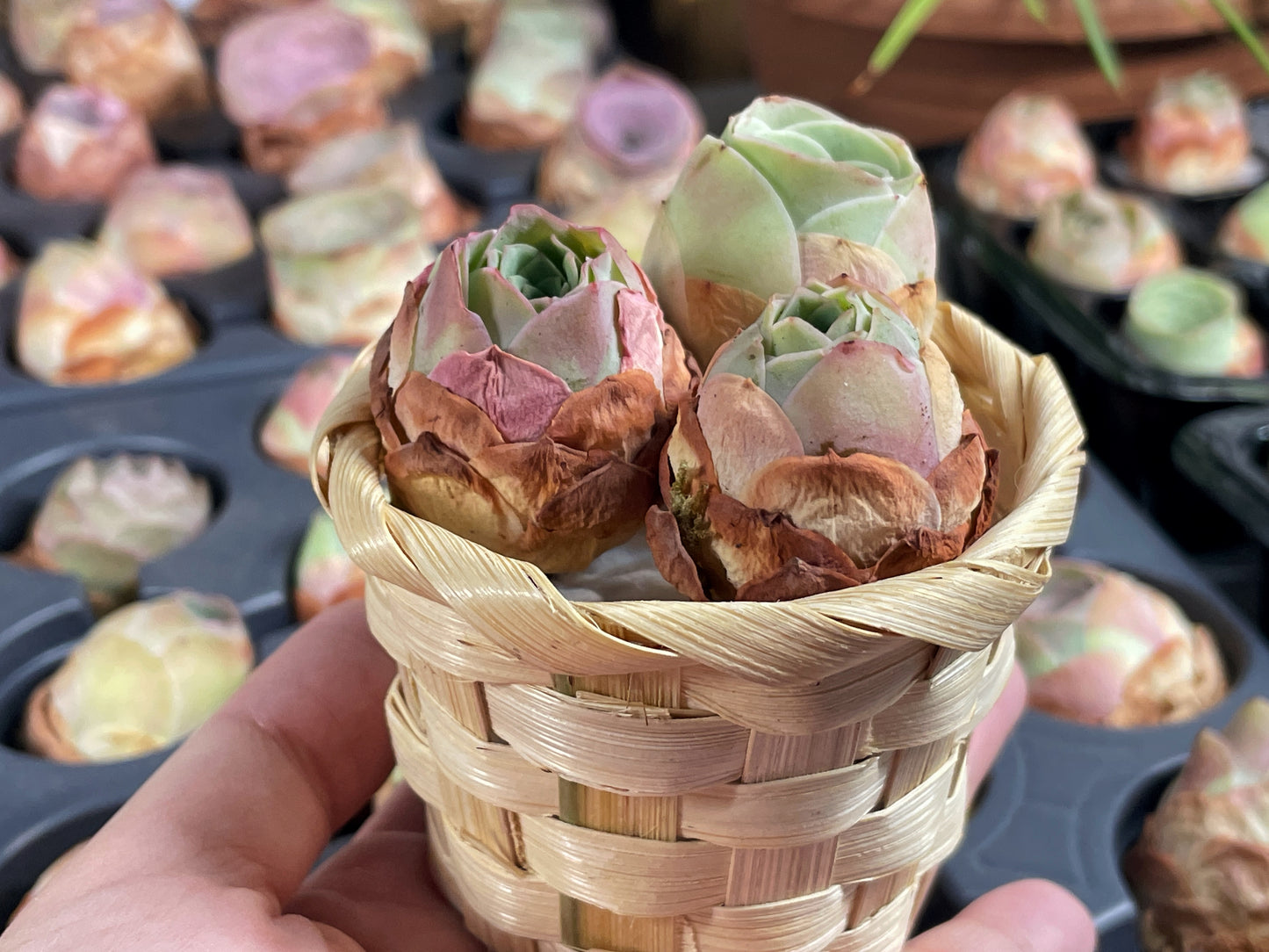 3 Small Mountain Rose Succulents – Single Head Greenovia | Aeonium -0