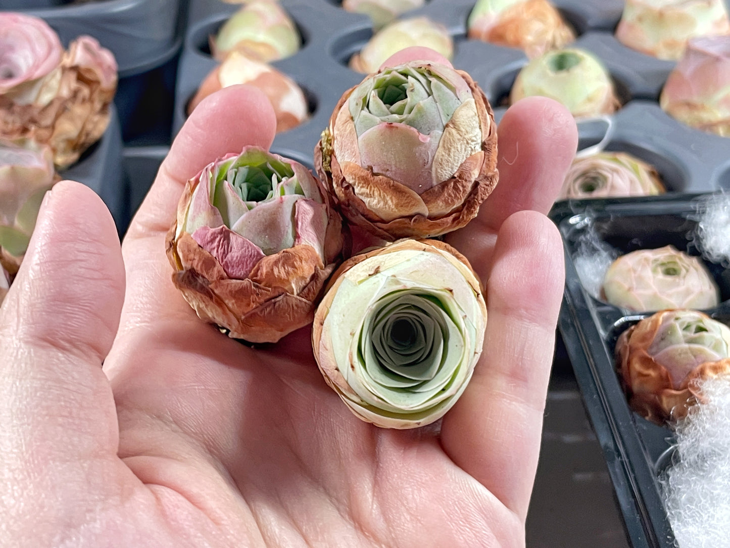 3 Small Mountain Rose Succulents – Single Head Greenovia | Aeonium -0