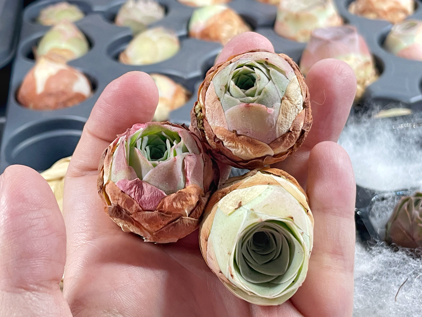 3 Small Mountain Rose Succulents – Single Head Greenovia | Aeonium -0
