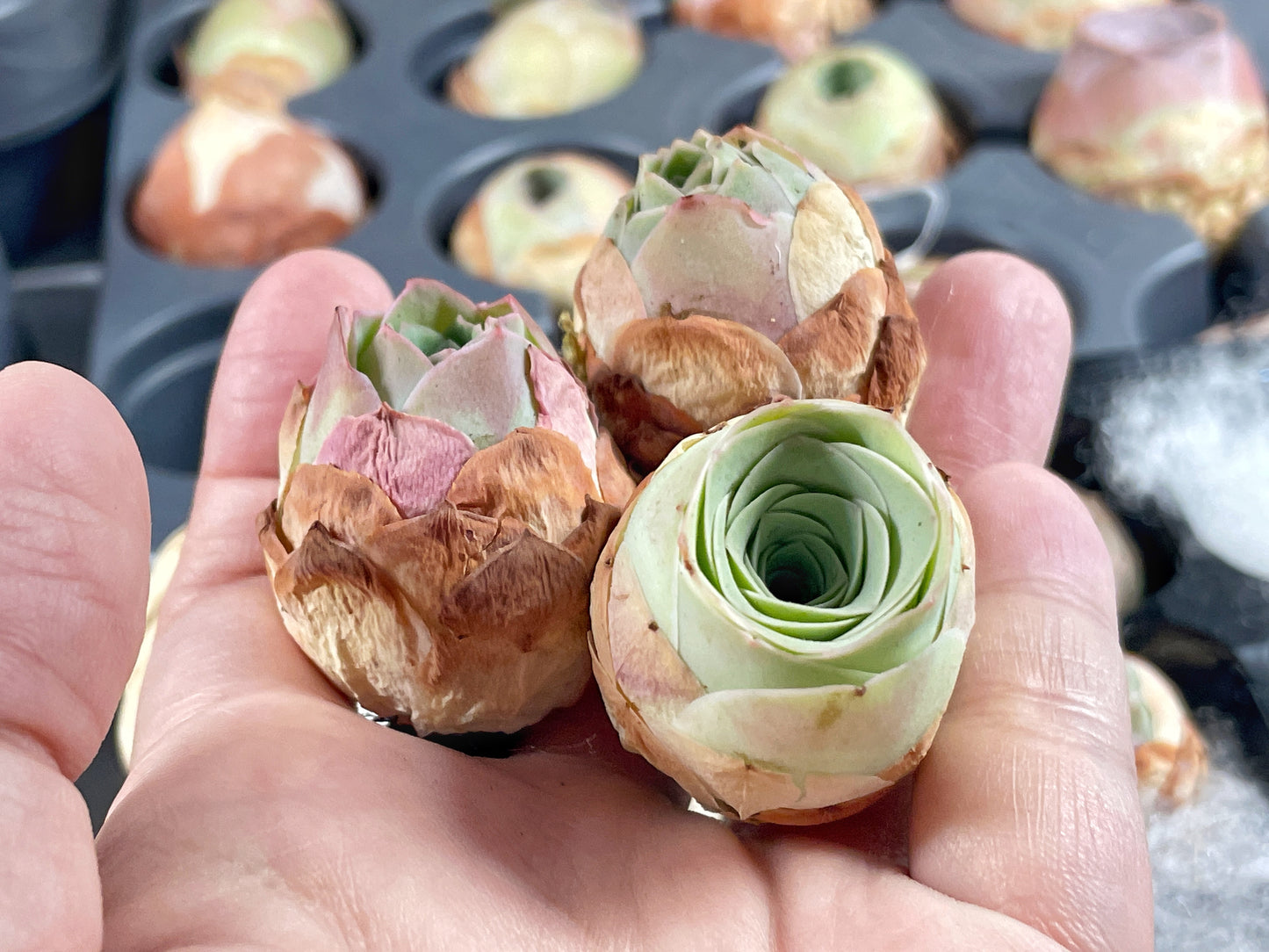 3 Small Mountain Rose Succulents – Single Head Greenovia | Aeonium -0