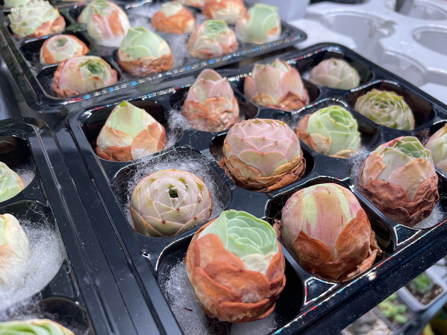 3 Small Mountain Rose Succulents – Single Head Greenovia | Aeonium -0