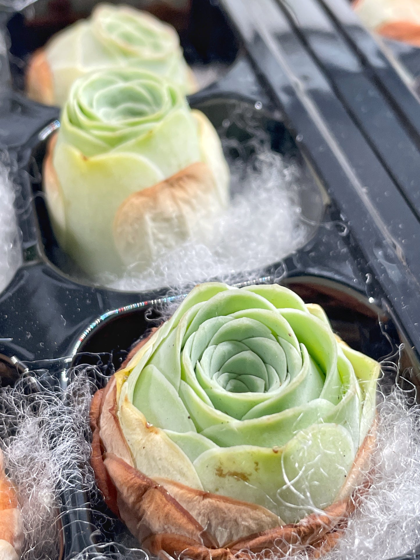 3 Small Mountain Rose Succulents – Single Head Greenovia | Aeonium -0