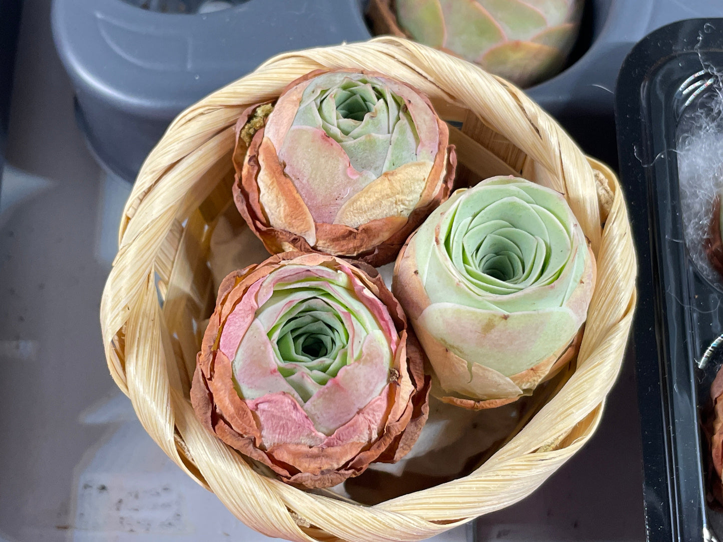 3 Small Mountain Rose Succulents – Single Head Greenovia | Aeonium -0