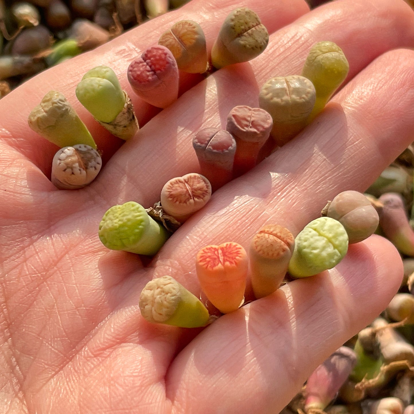 40-50pcs Baby Lithops, Living Stone - 0