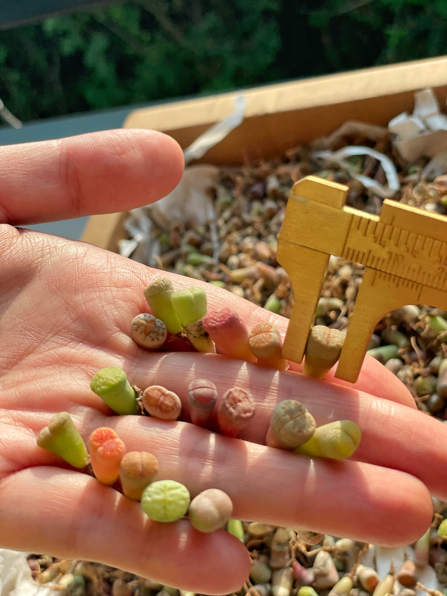 40-50pcs Baby Lithops, Living Stone - 0