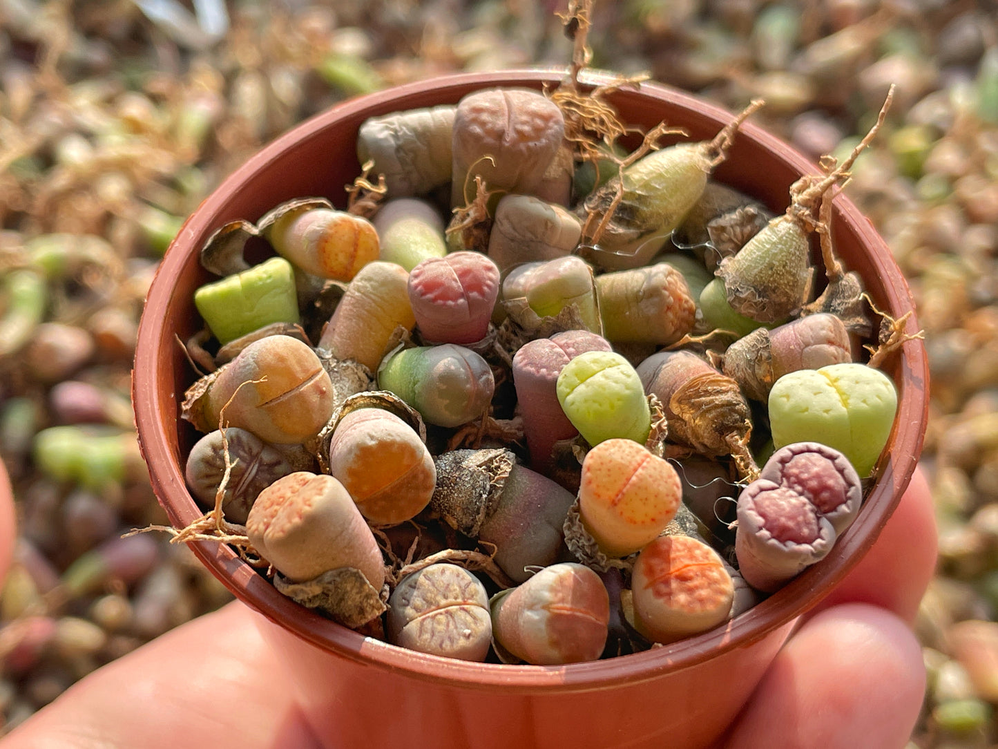 40-50pcs Baby Lithops, Living Stone - 0