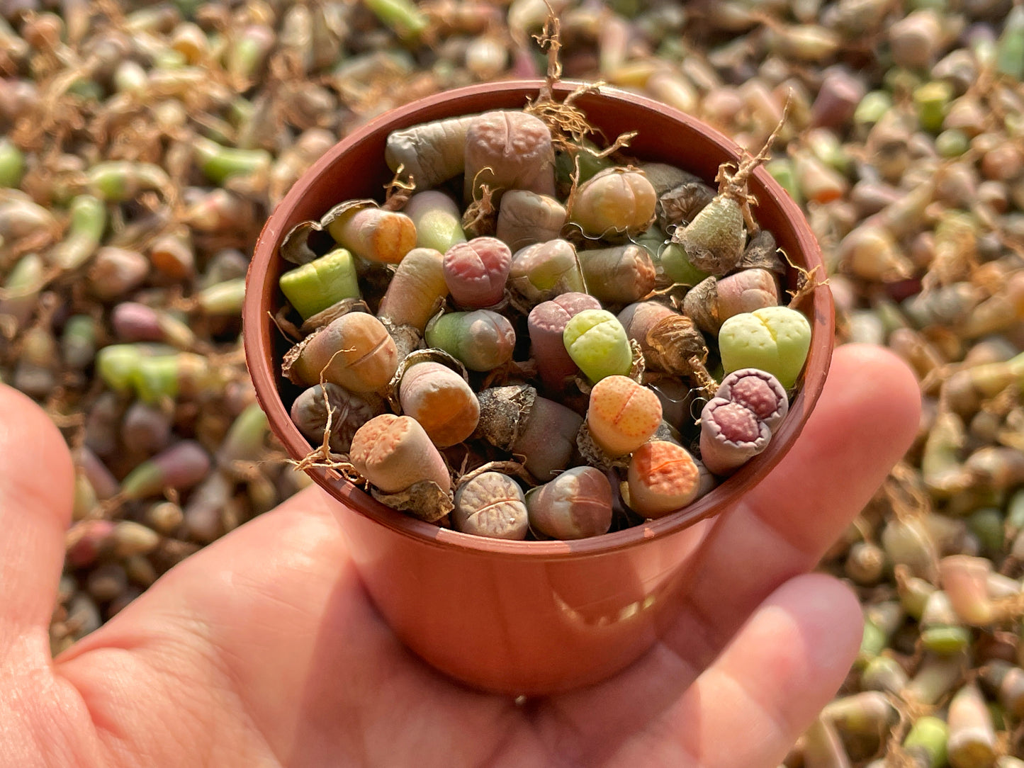 40-50pcs Baby Lithops, Living Stone - 0