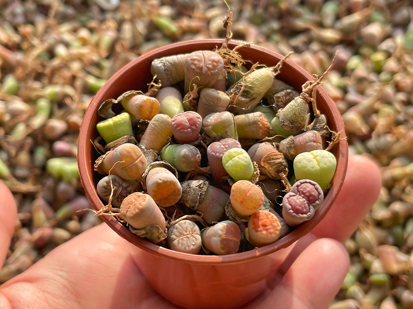 40-50pcs Baby Lithops, Living Stone - 0