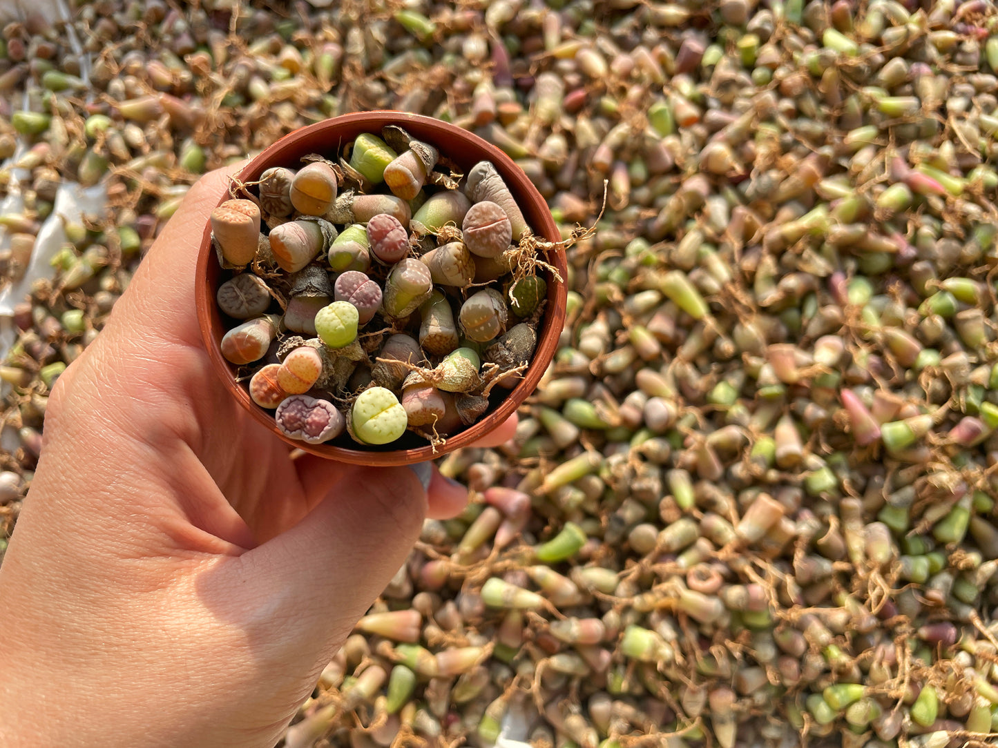 40-50pcs Baby Lithops, Living Stone - 0