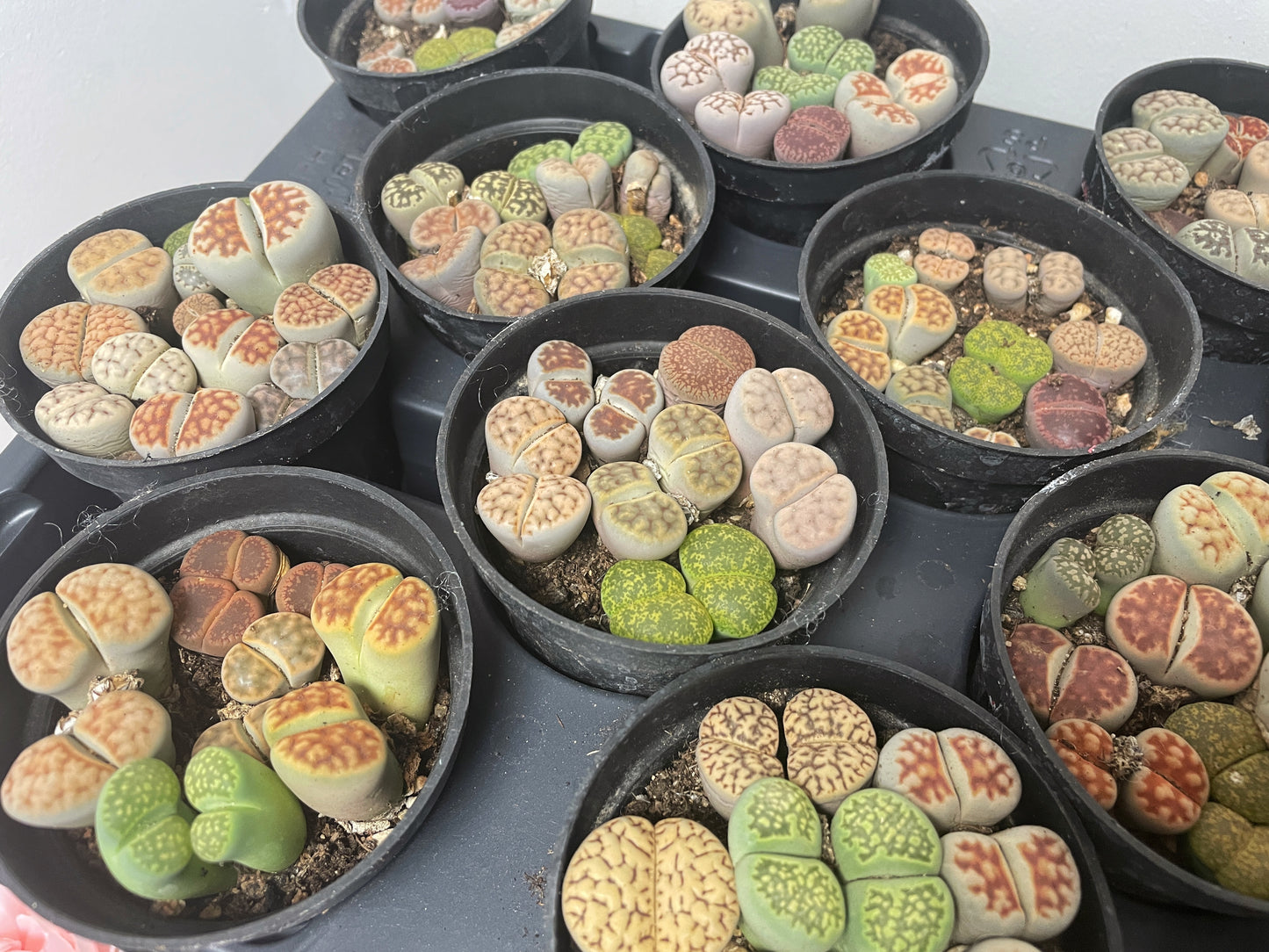 4–6 Double-Head Lithops - 0