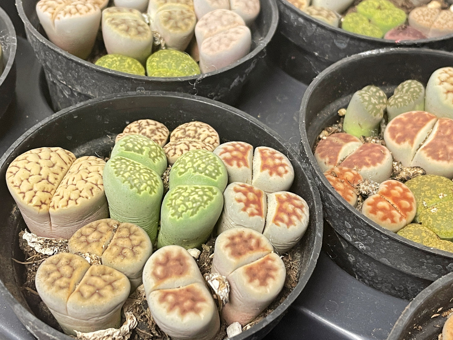 4–6 Double-Head Lithops - 0