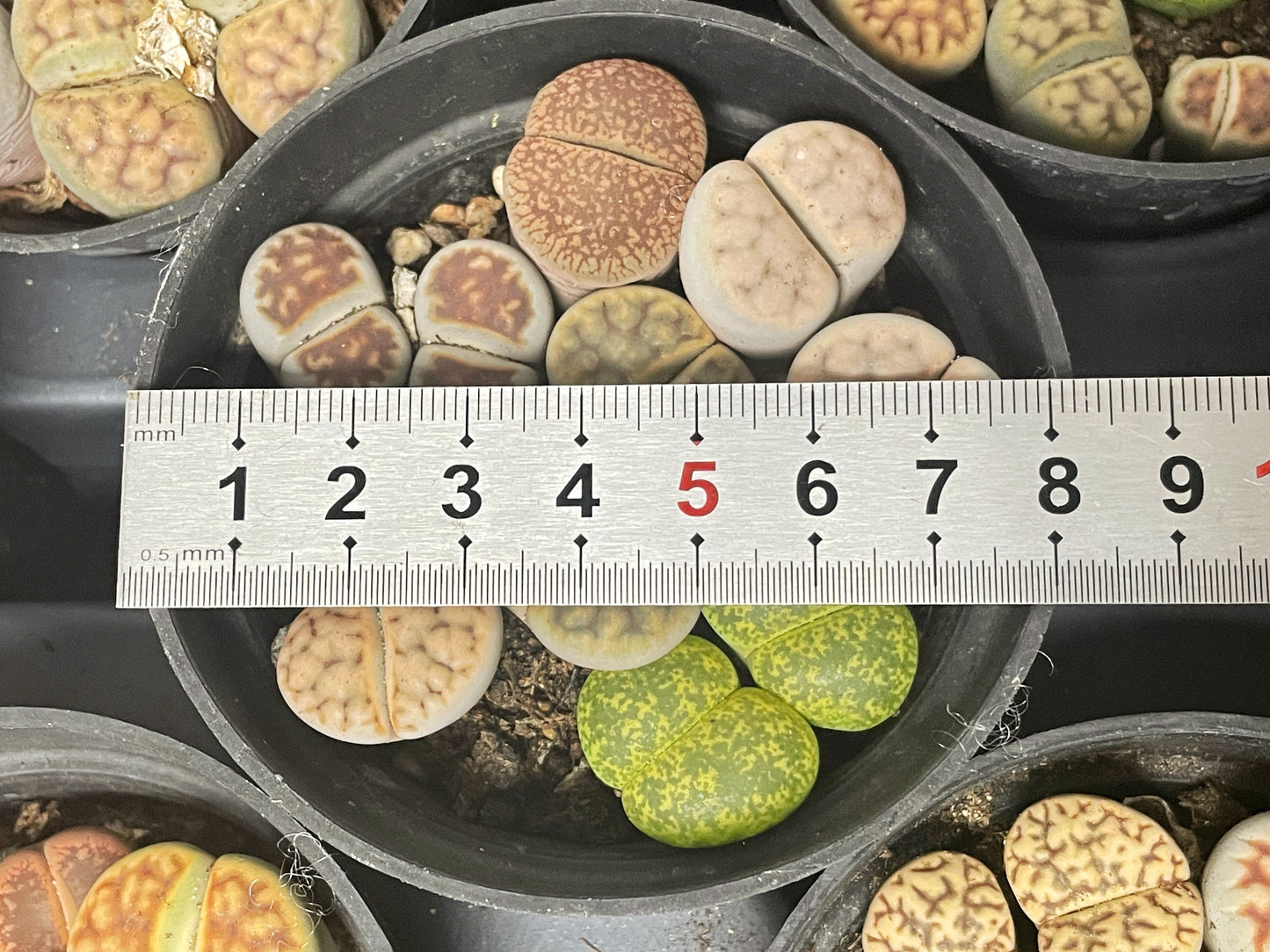 4–6 Double-Head Lithops - 0