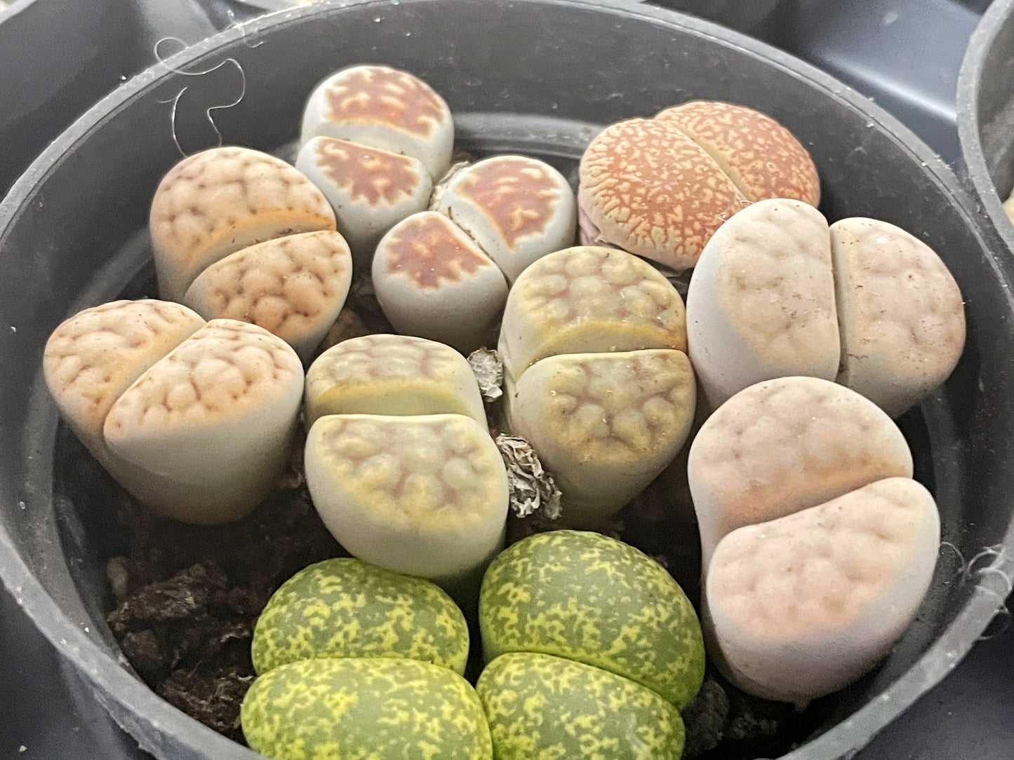 4–6 Double-Head Lithops - 0