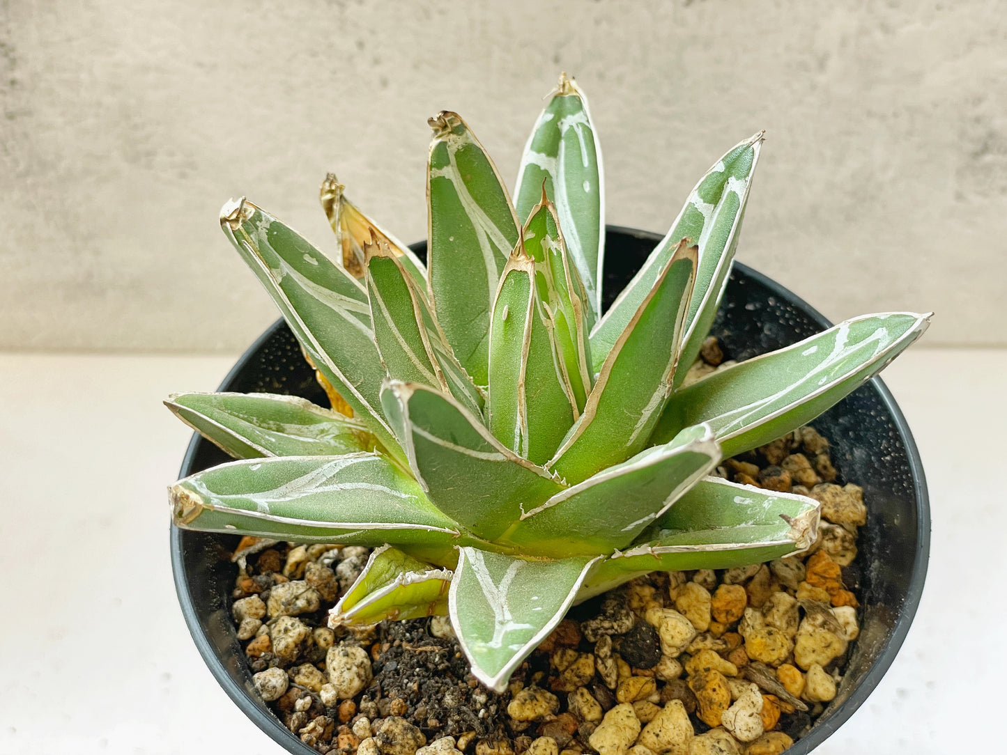 Agave - 0