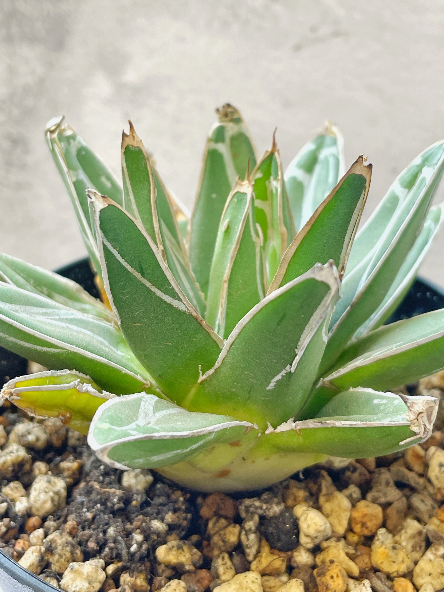 Agave - 0