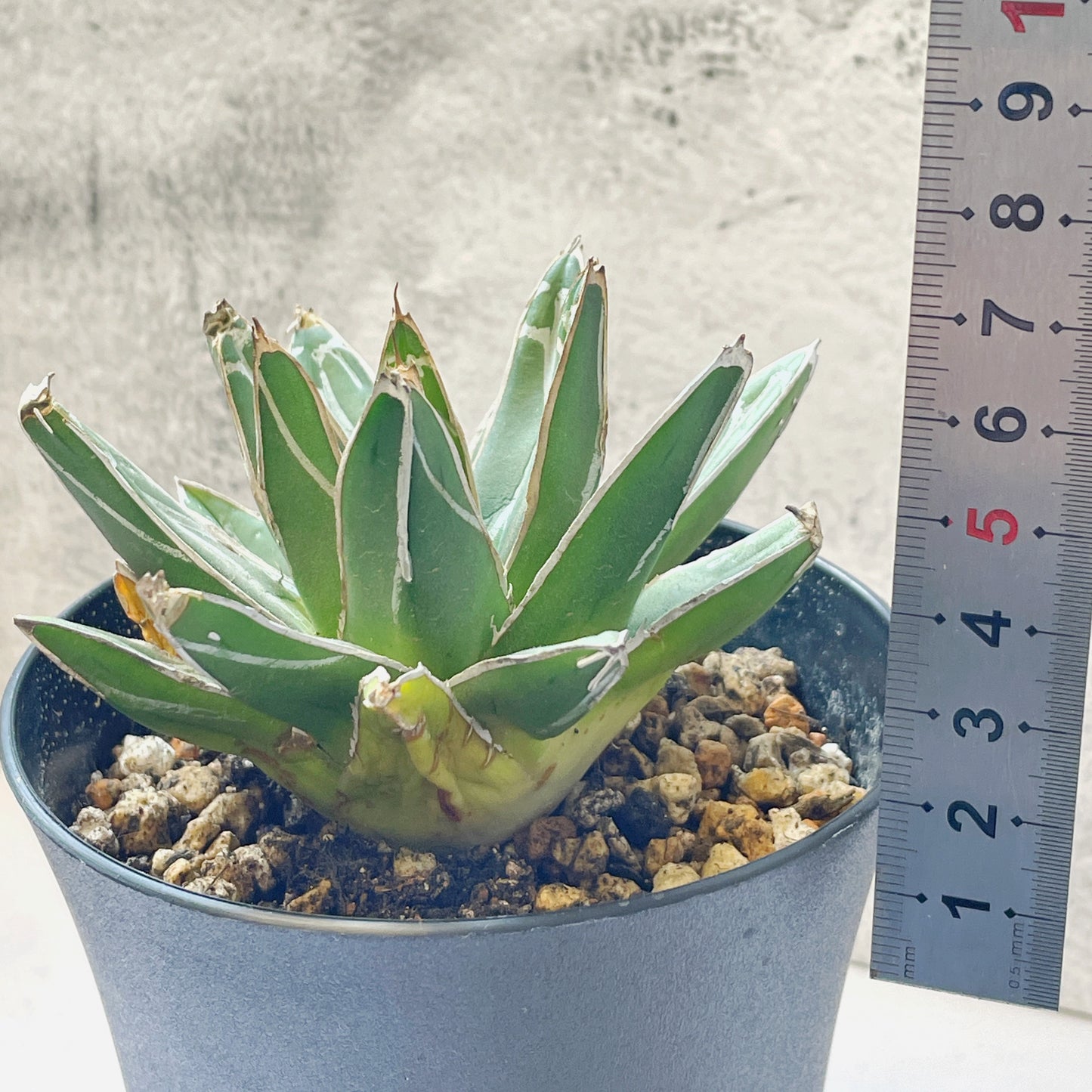 Agave - 0