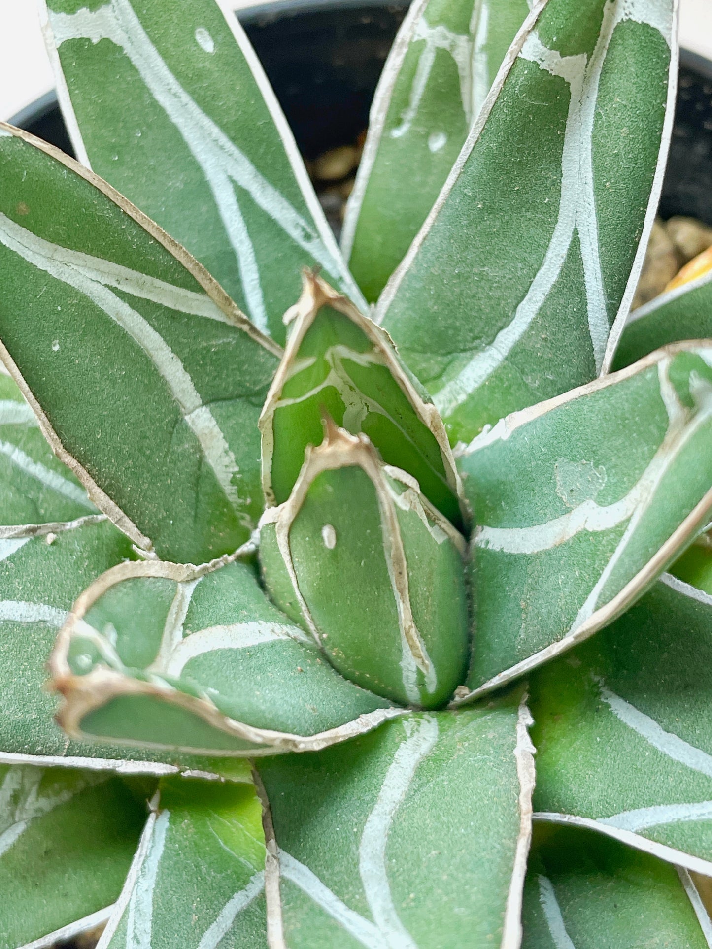 Agave - 0