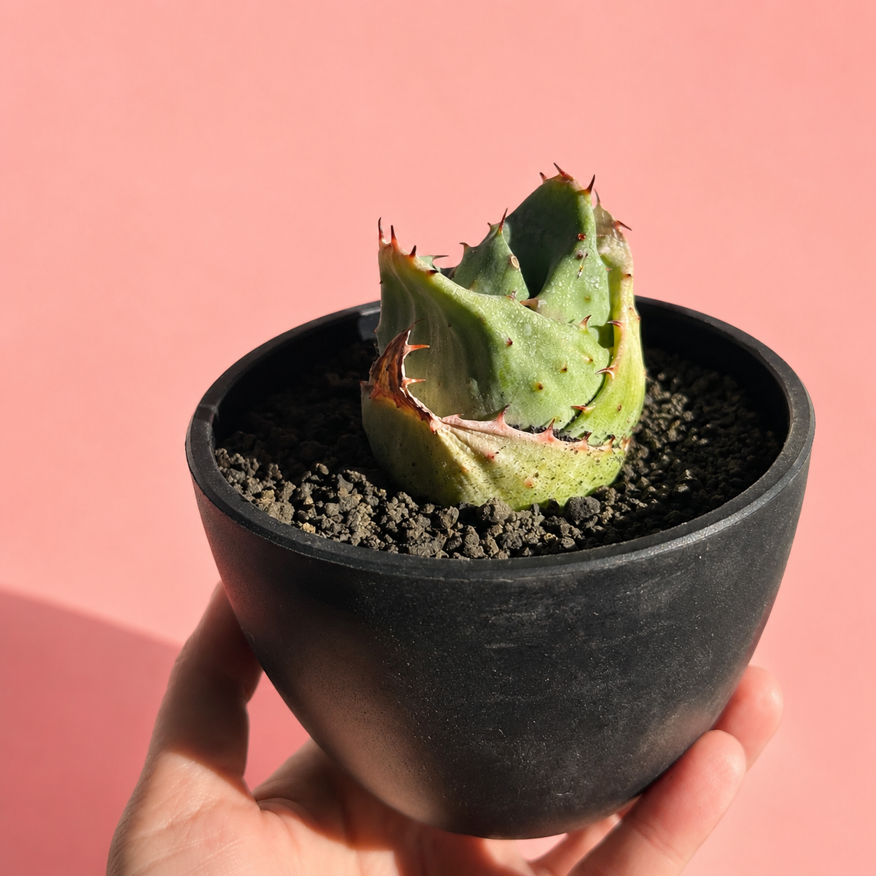 Aloe 'Yuanbao' | Rare Compact Aloe Succulent | Bare Root Collector Plant