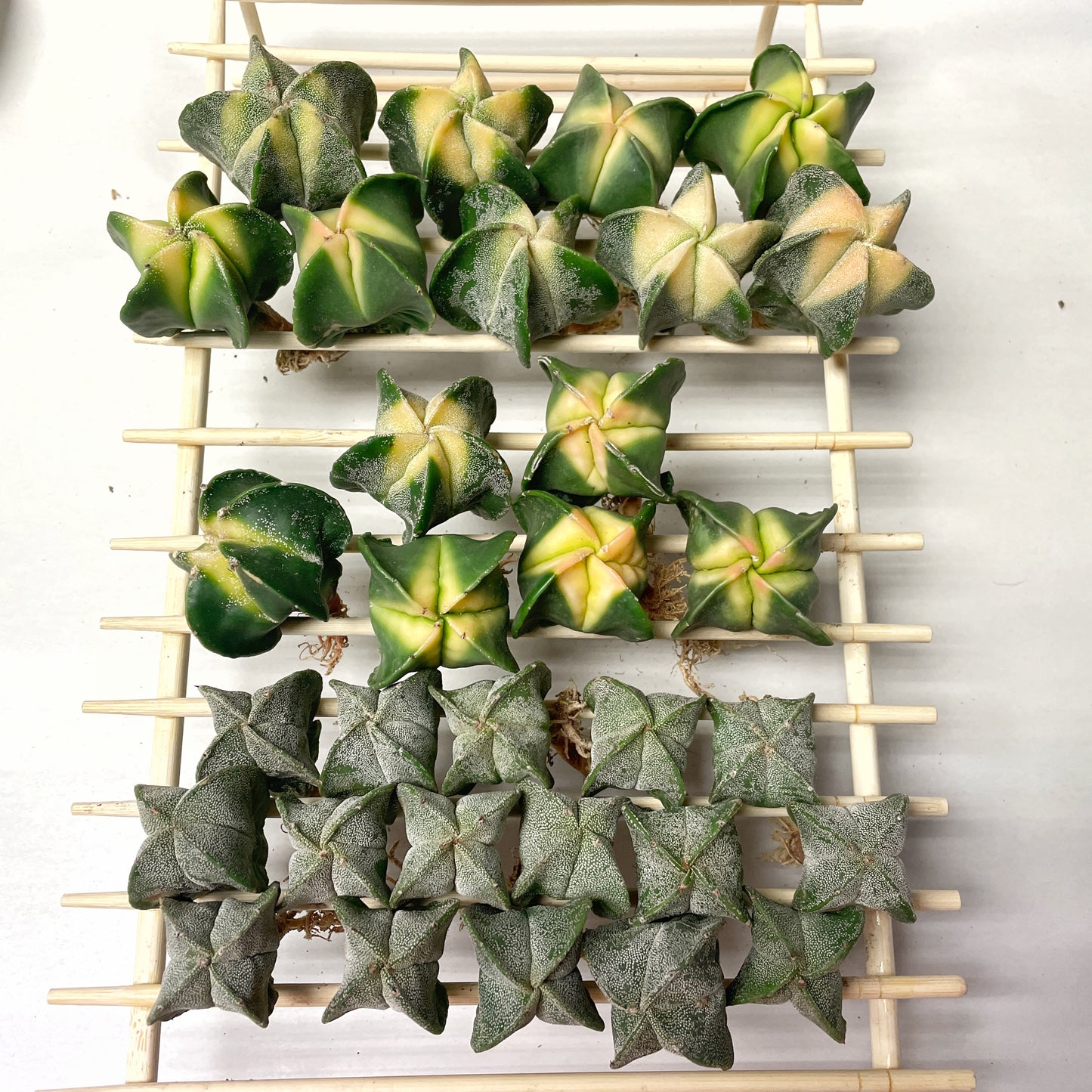 Astrophytum Myriostigma Variegated – 0