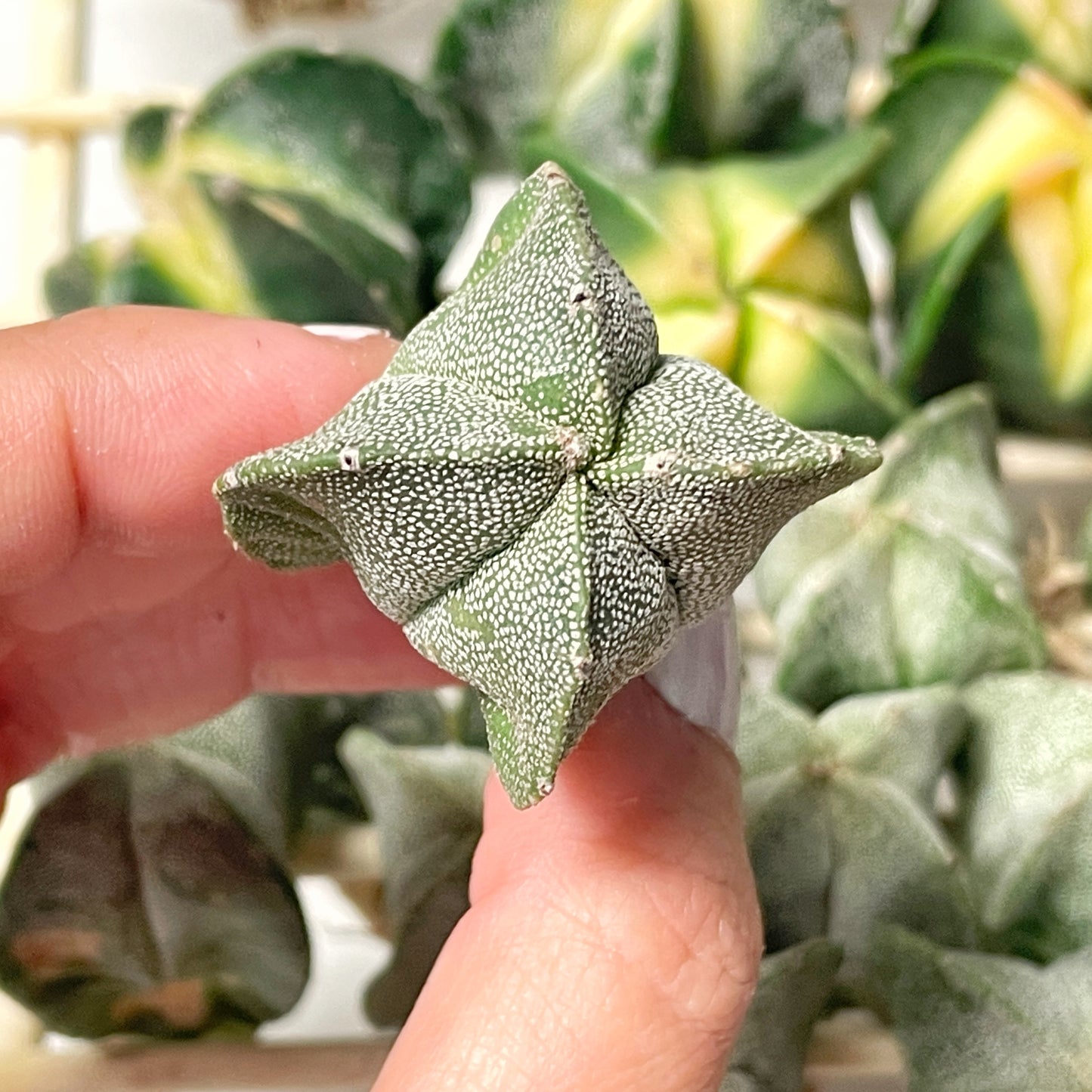 Astrophytum Myriostigma Variegated – 0