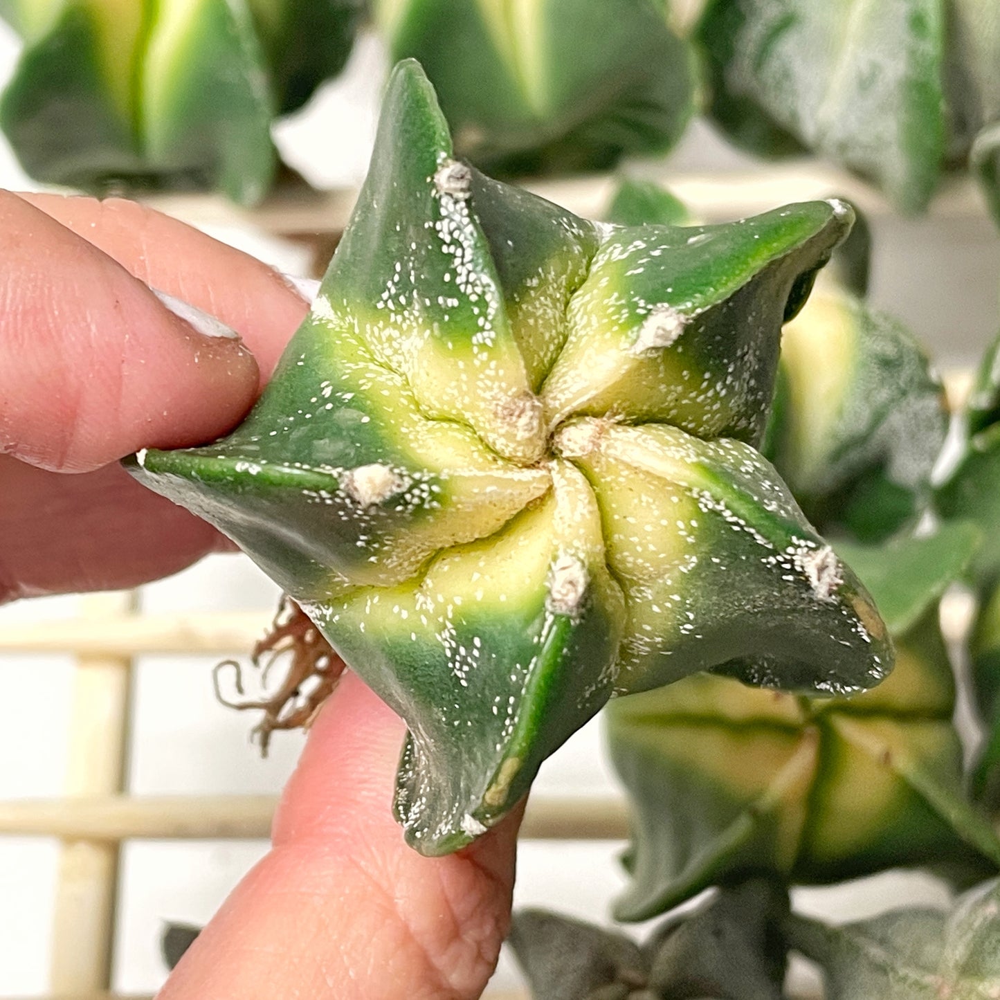 Astrophytum Myriostigma Variegated – 0